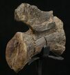 Diplodocus Caudal Vertebra - Dana Quarry #10144-5